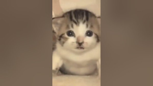 Чмоня котик