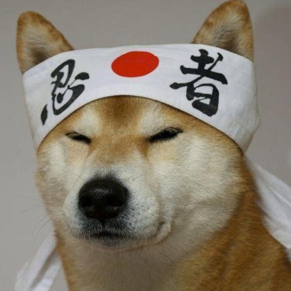 Акита ину Самурай