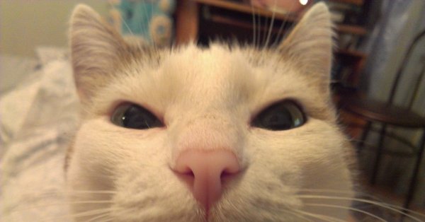 Кот подозревает