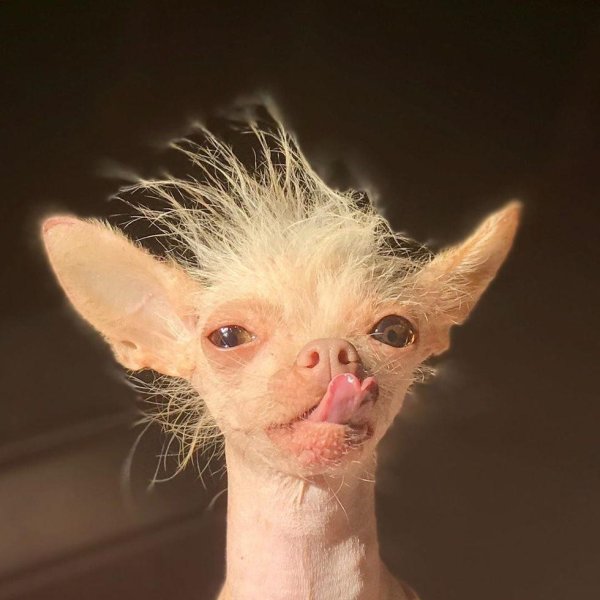 Китайская хохлатая собака лысая