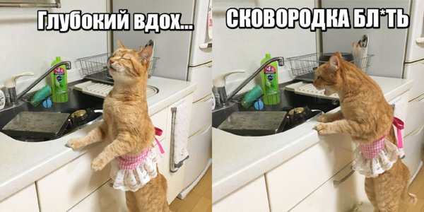 Кот уборка Мем