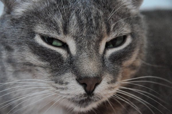 Кот подозревает