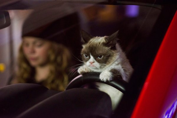 Злой кот за рулем