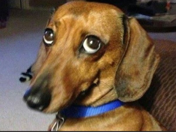 Собака такса улыбается