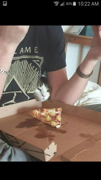 Мемы с пиццей и котом