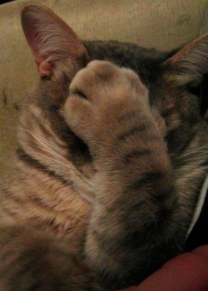 Котик фейспалм