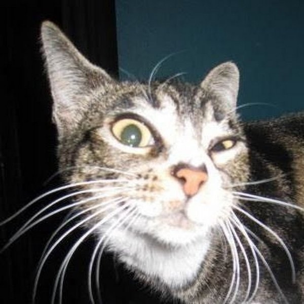 Подозрительный кот