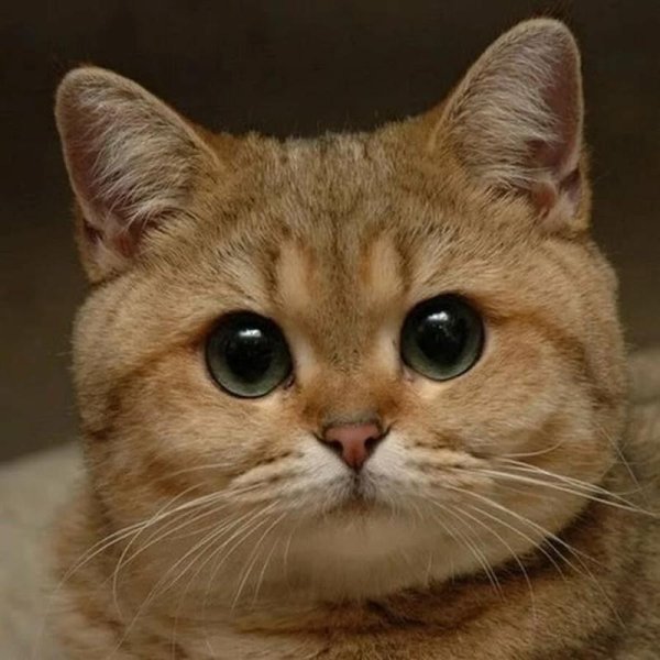 Мемы с котиками