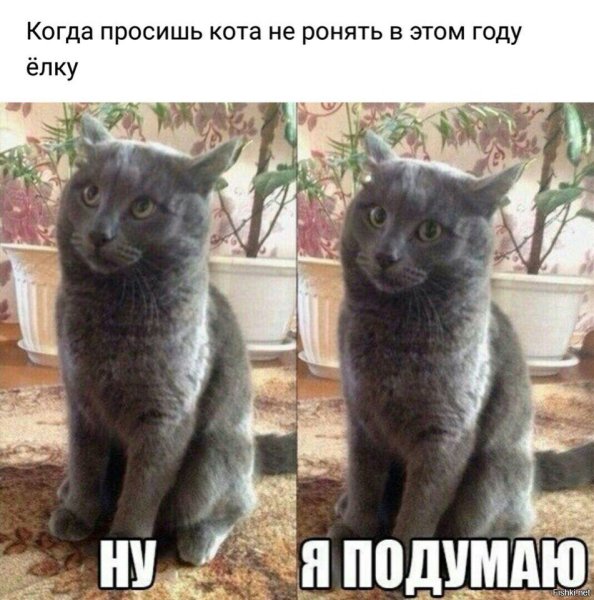 Ну я подумаю кот Мем