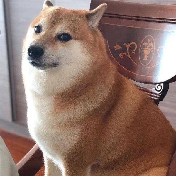 Симс собака