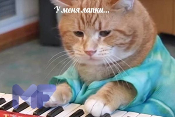 Кот играет на пианино