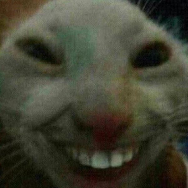 Кот улыбается с зубами