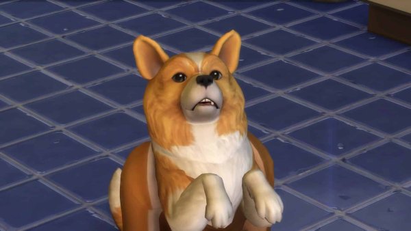 Симс собака Мем