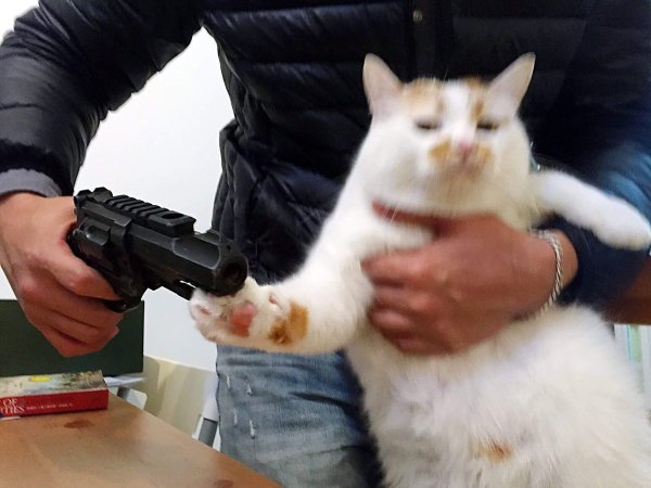 Котенок с пистолетом