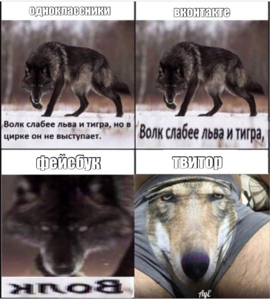 Волк слабее Льва и тигра