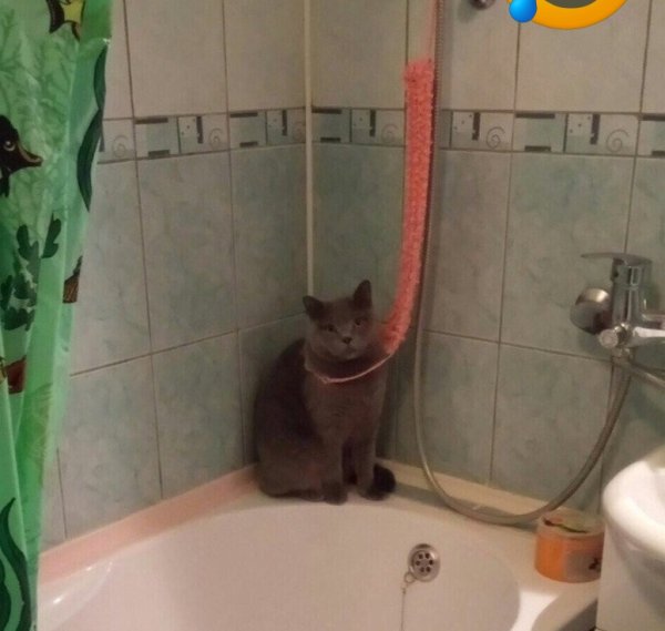 Котенок повесился Мем