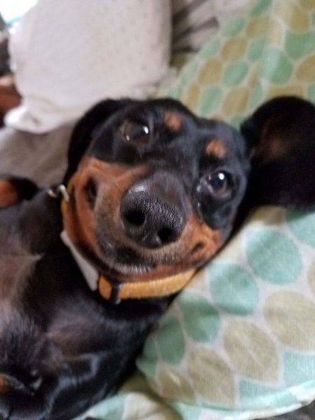 Ухмылка таксы