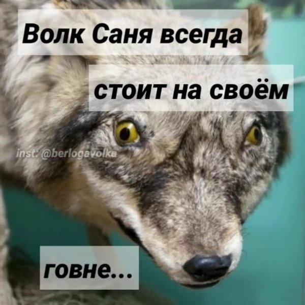 Цитаты Волков