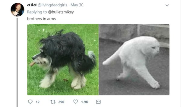 Короткая сутулая собака