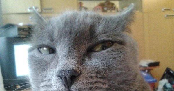 Подозрительный кот