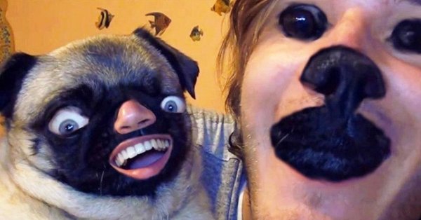 Мопсы PEWDIEPIE