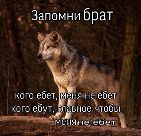 Цитаты волка