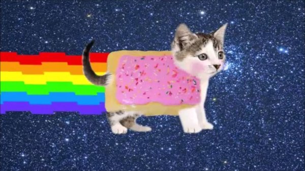 Котик нян Кэт