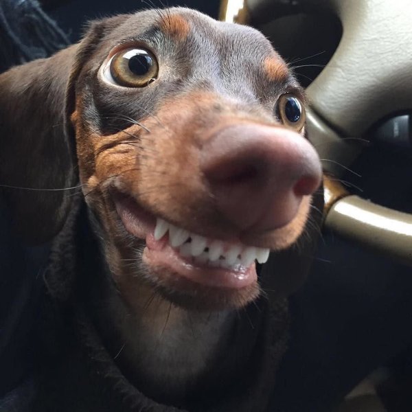 Смешные морды собак