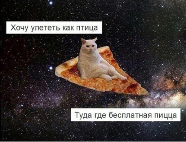 Котик с пиццей