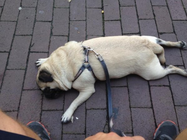 Уставшие животные