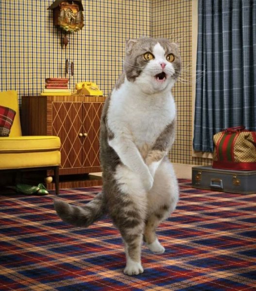 Смешные кошки