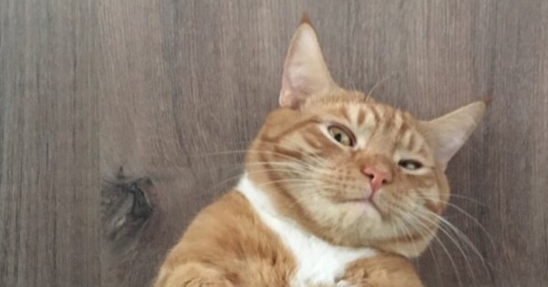 Кот подозревает