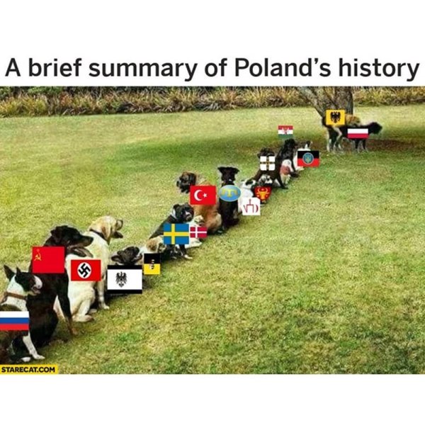 Польша собака Мем