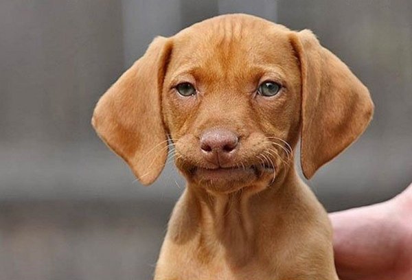 Мемы с собаками