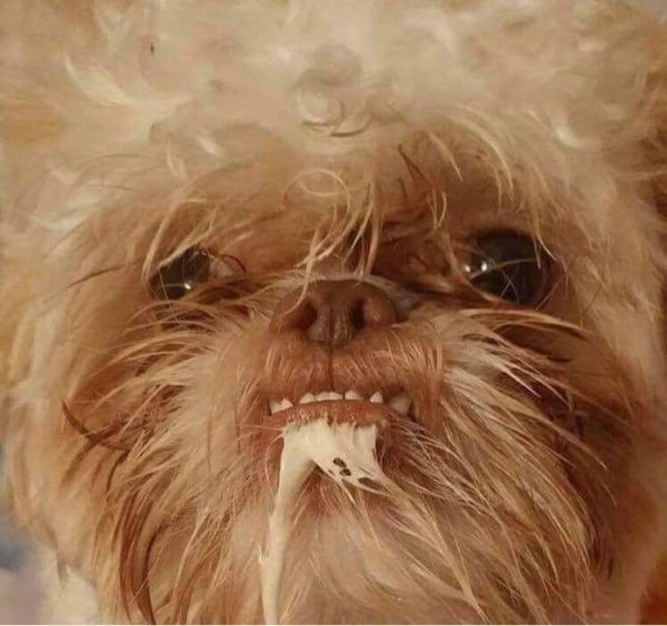 Грифон собака