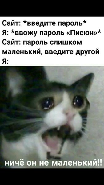Коты мемы