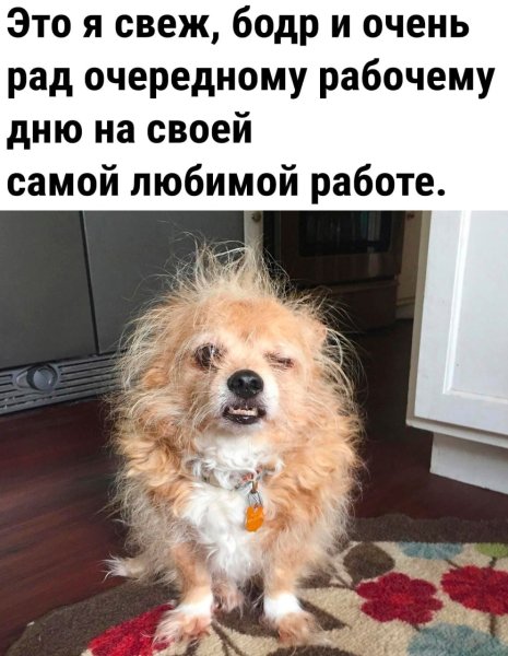 Собака только проснулась лохматая