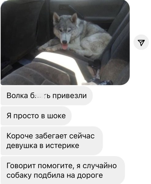 Про волка и собаку