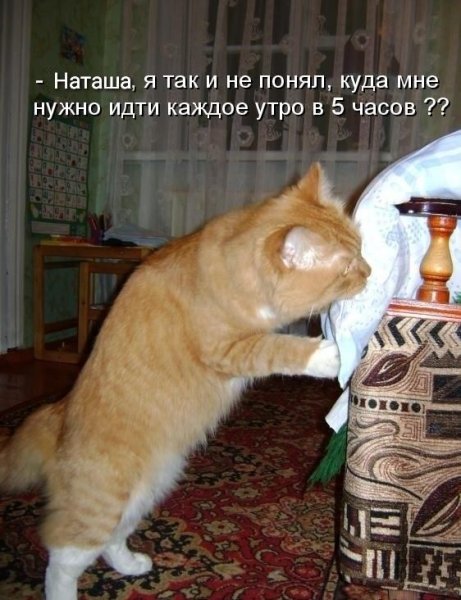 Прикольные кошки с надписями