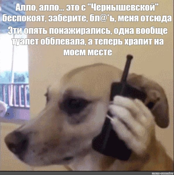 Собака говорит по телефону