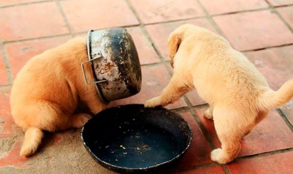 Смешные ситуации с животными