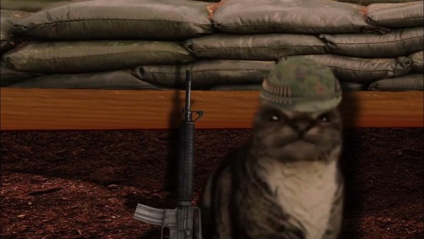 Кiт на войне