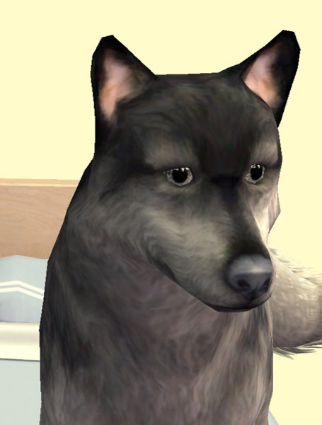 Симс собака Мем