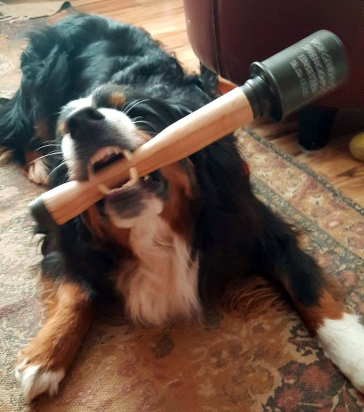 Собака с палкой