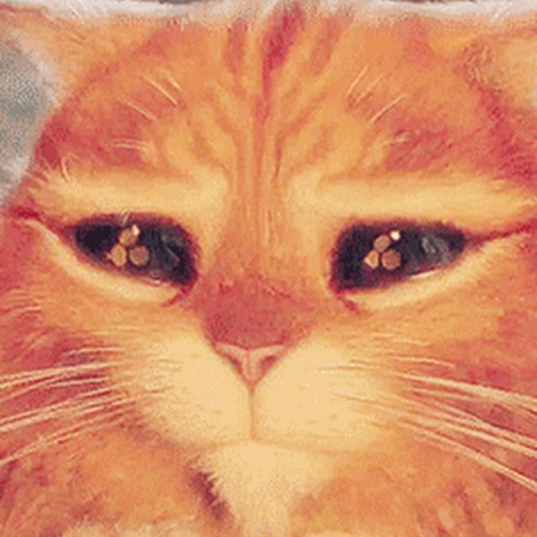 Кот с милыми глазками из Шрека