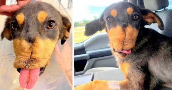 Пластическая хирургия собак