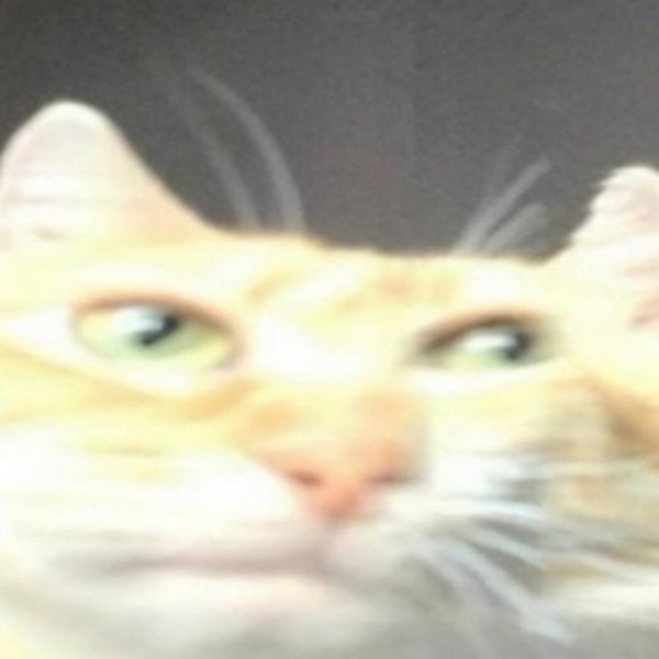 Кот а че всмысле