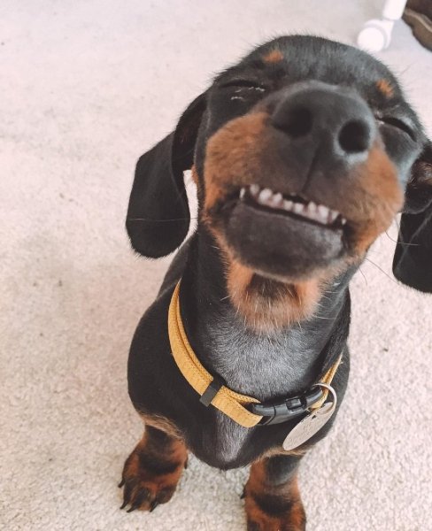 Собака улыбается