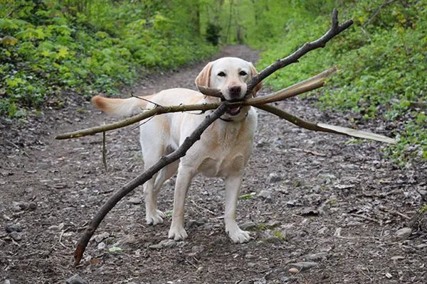 Пес с палкой в зубах