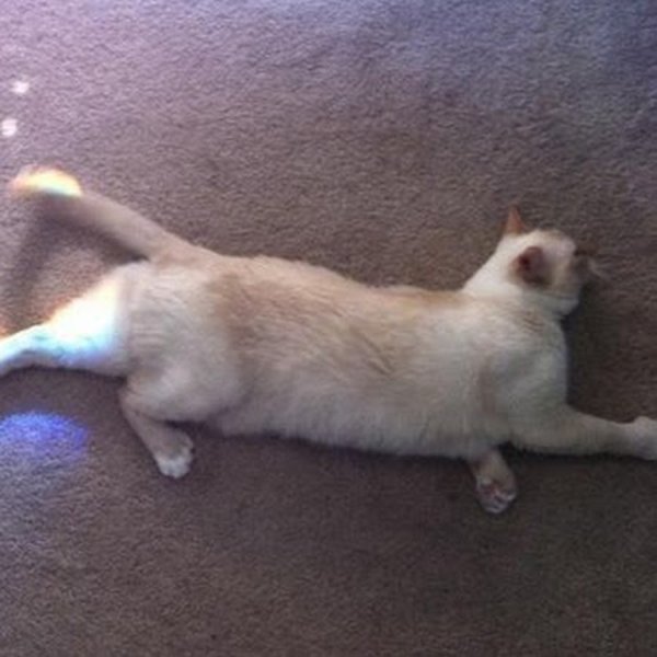 Кот с радугой